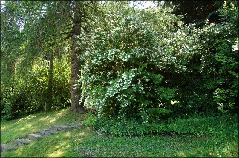 DSC_2415.jpg