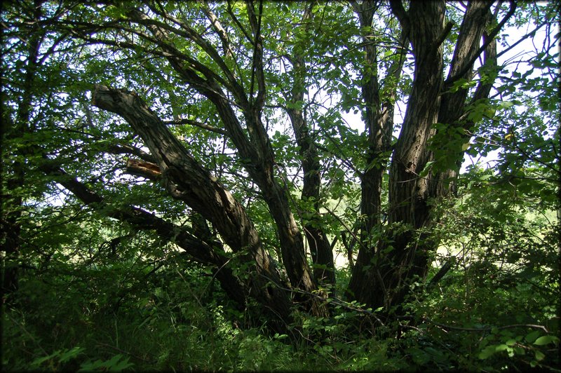 DSC_2433.JPG