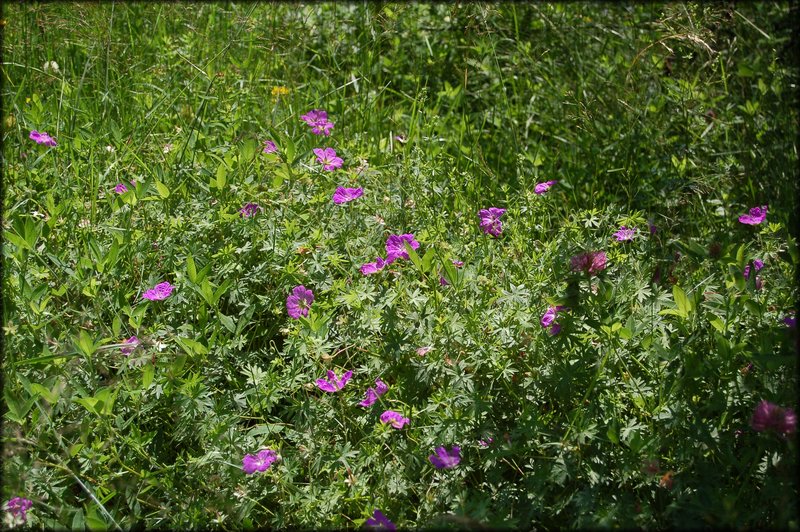 DSC_2439.JPG