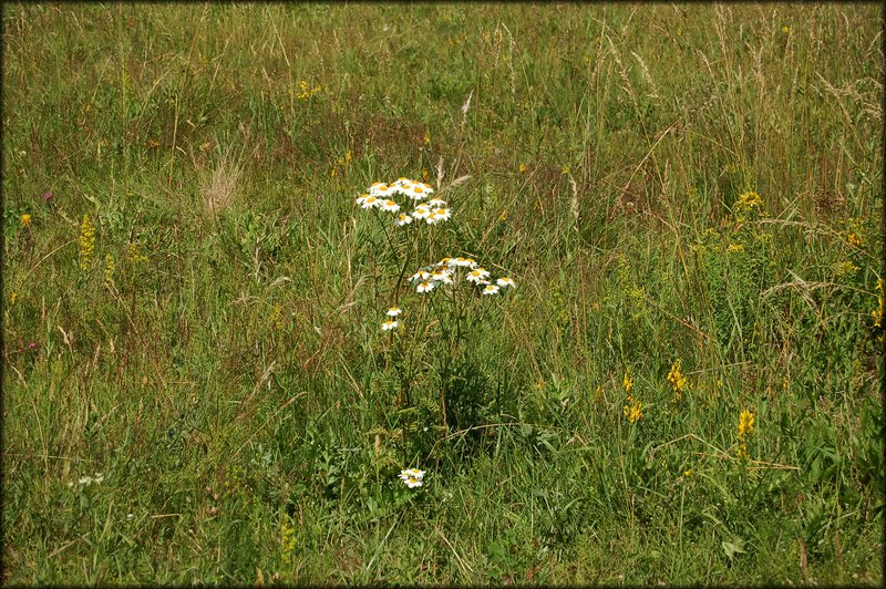 DSC_2442.jpg