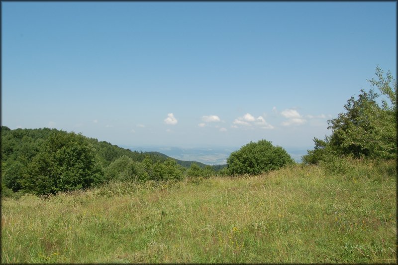 DSC_2446.JPG