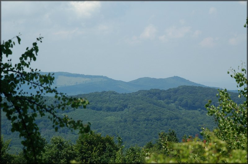 DSC_2461.jpg
