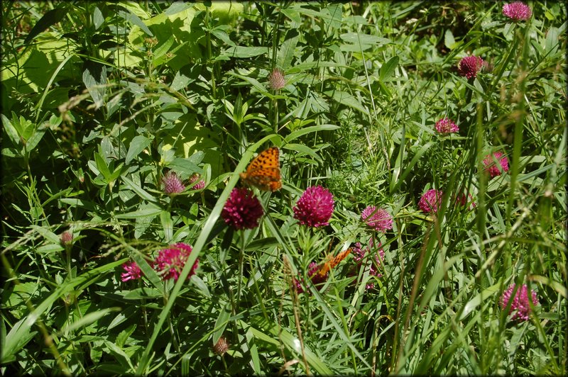 DSC_2495.JPG