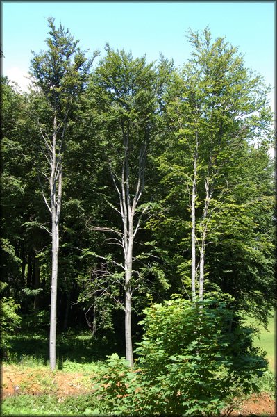 DSC_2501.jpg