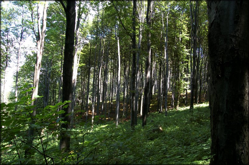 DSC_2504.jpg