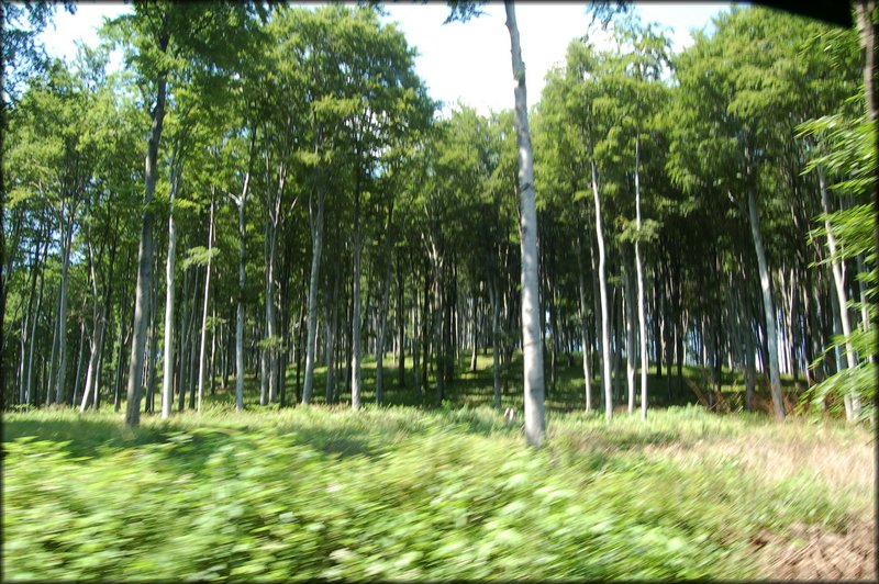 DSC_2533.jpg