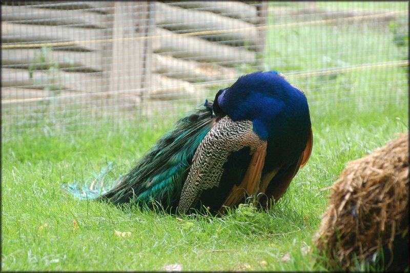 DSC_2578.JPG