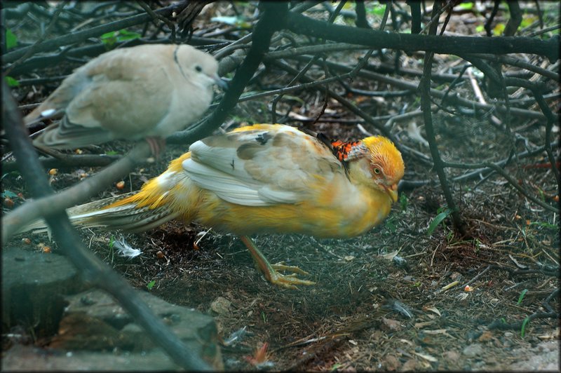 DSC_2582.jpg