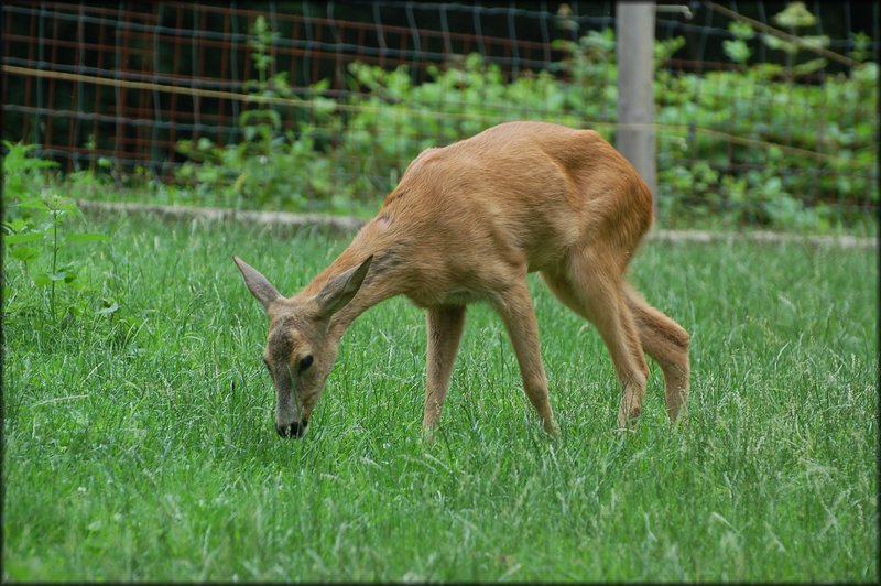DSC_2585.JPG