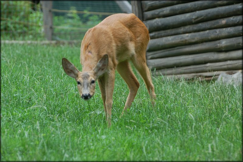 DSC_2587.JPG