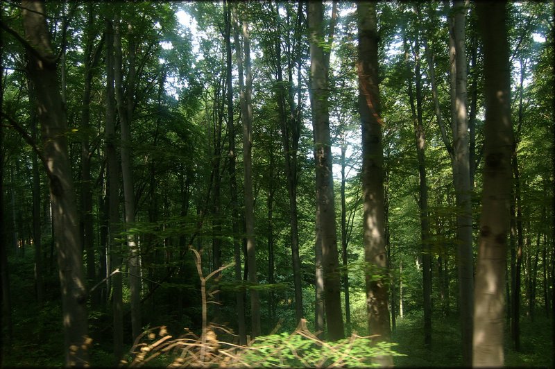 DSC_2678.jpg
