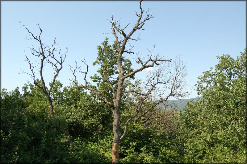 DSC_2763.JPG
