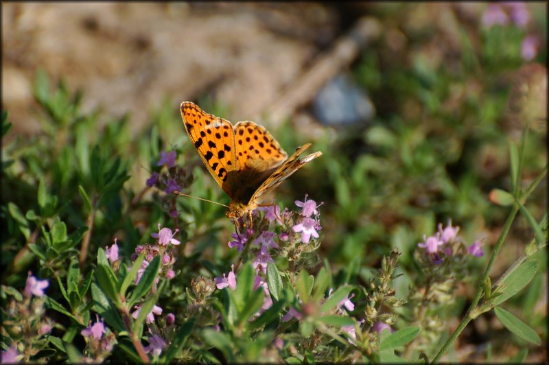 DSC_2799.jpg