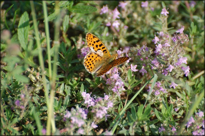 DSC_2800.JPG